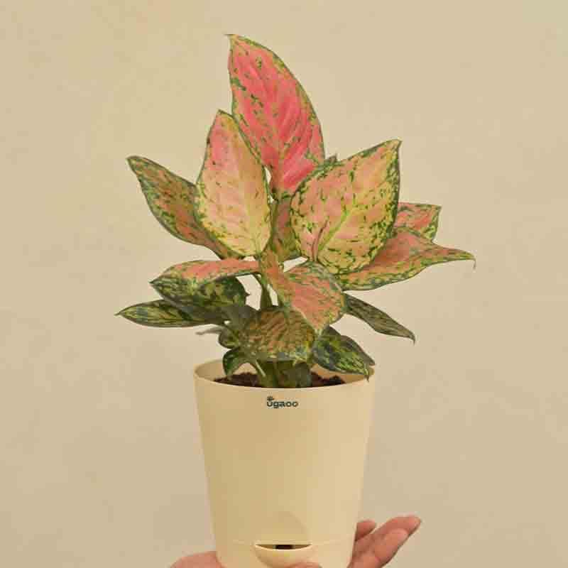 Buy Ugaoo Aglaonema Pink Beauty Plant Live Plants from Vaaree