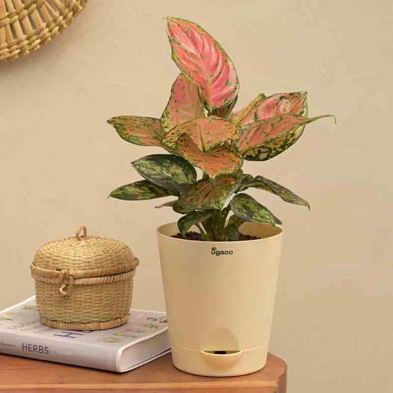 Buy Ugaoo Aglaonema Pink Beauty Plant Live Plants from Vaaree