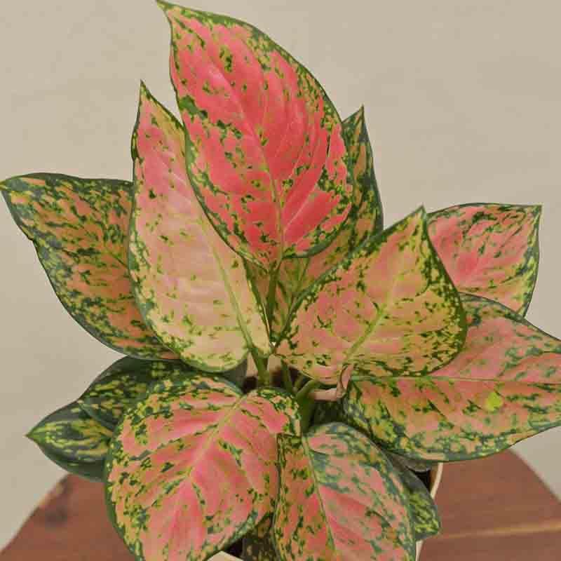 Live Plants - Ugaoo Aglaonema Pink Beauty Plant