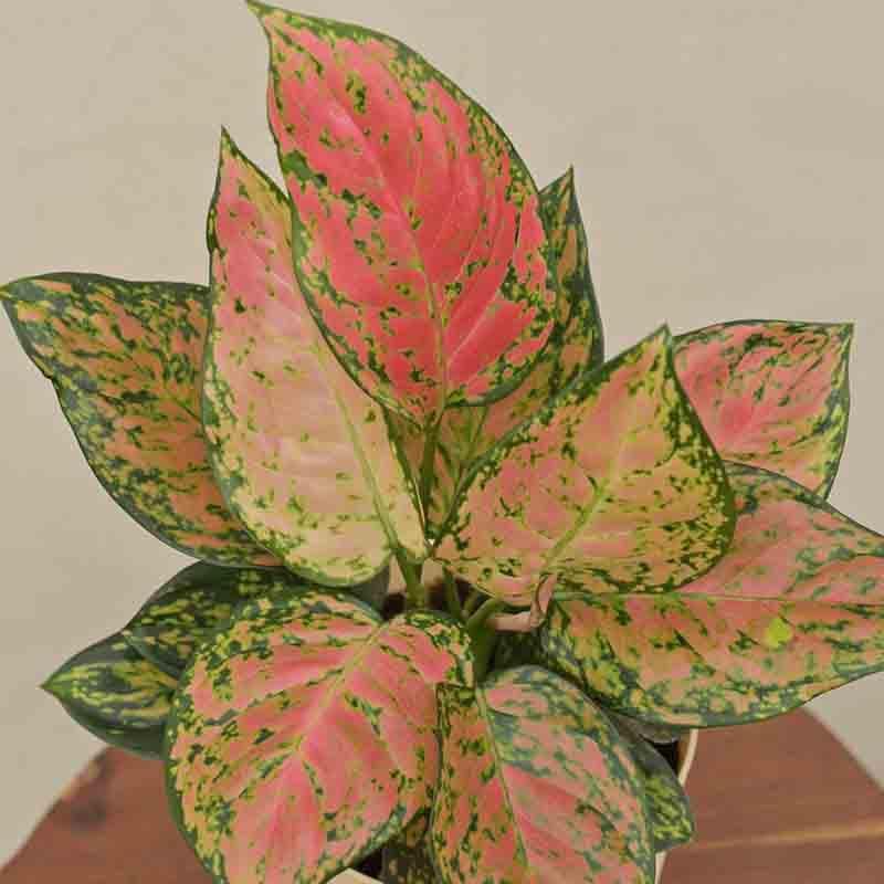 Buy Ugaoo Aglaonema Pink Beauty Plant Live Plants from Vaaree