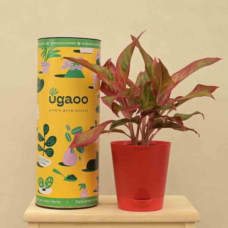 Buy Ugaoo Aglaonema Red Plant - Medium Live Plants from Vaaree