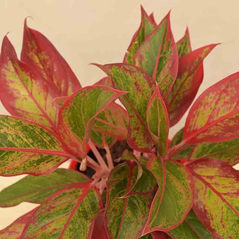 Buy Ugaoo Aglaonema Red Plant - Medium Live Plants from Vaaree