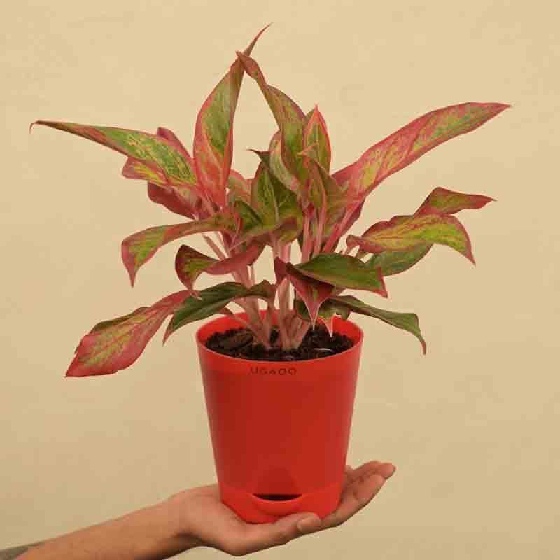 Buy Ugaoo Aglaonema Red Plant - Medium Live Plants from Vaaree