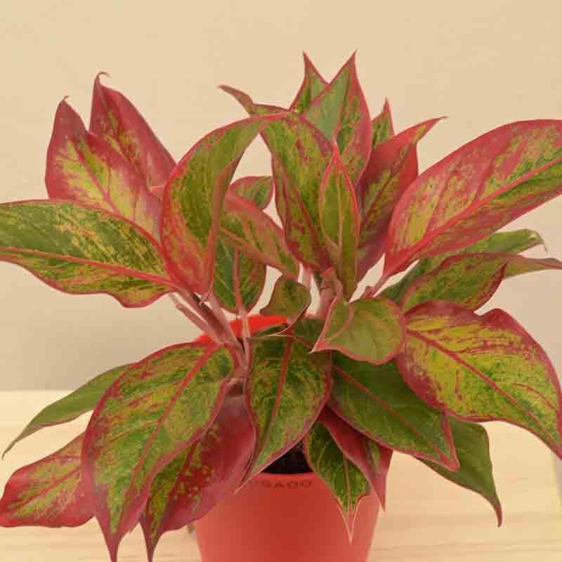 Buy Ugaoo Aglaonema Red Plant - Medium Live Plants from Vaaree