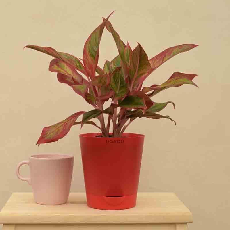 Buy Ugaoo Aglaonema Red Plant - Medium Live Plants from Vaaree