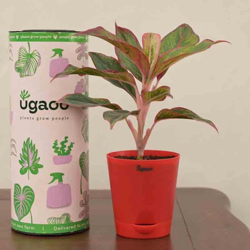 Buy Ugaoo Aglaonema Red Plant-Small Live Plants from Vaaree