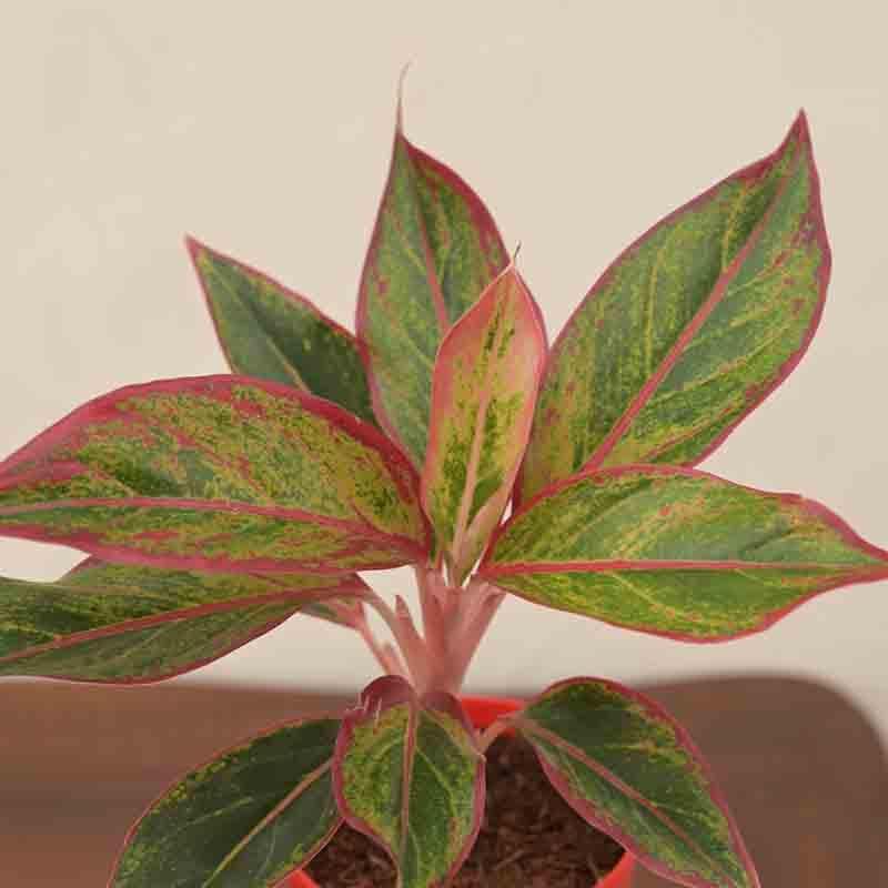 Buy Ugaoo Aglaonema Red Plant-Small Live Plants from Vaaree