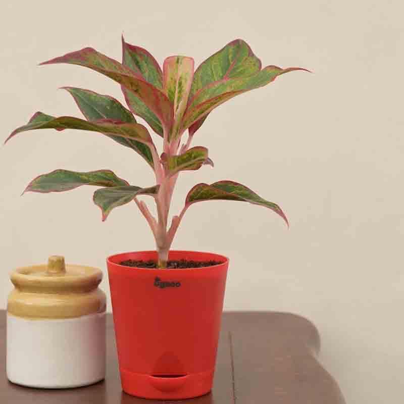 Buy Ugaoo Aglaonema Red Plant-Small Live Plants from Vaaree