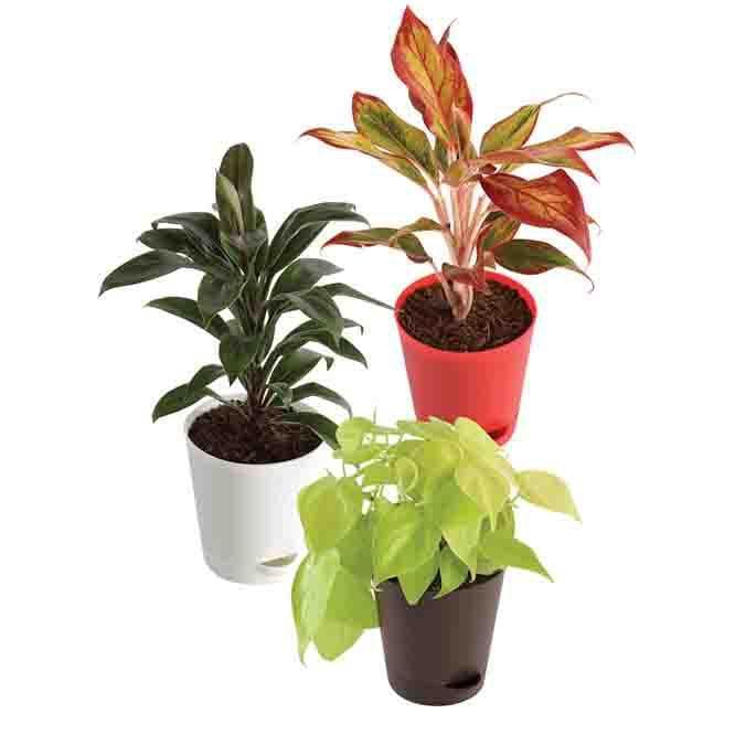 Buy Ugaoo Air Purifying Plant Bundle - Aglaonema Red, Dracaena Coffee, Philodendron Oxycardium Golden Live Plants from Vaaree