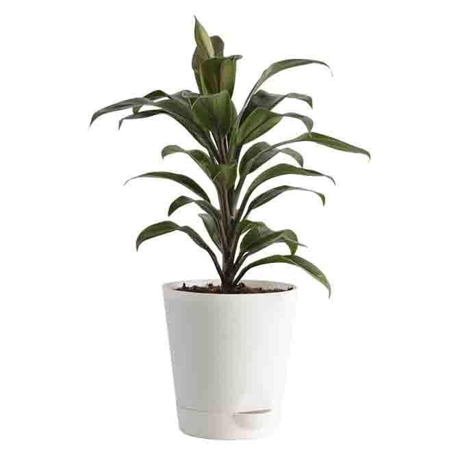 Buy Ugaoo Air Purifying Plant Bundle - Aglaonema Red, Dracaena Coffee, Philodendron Oxycardium Golden Live Plants from Vaaree