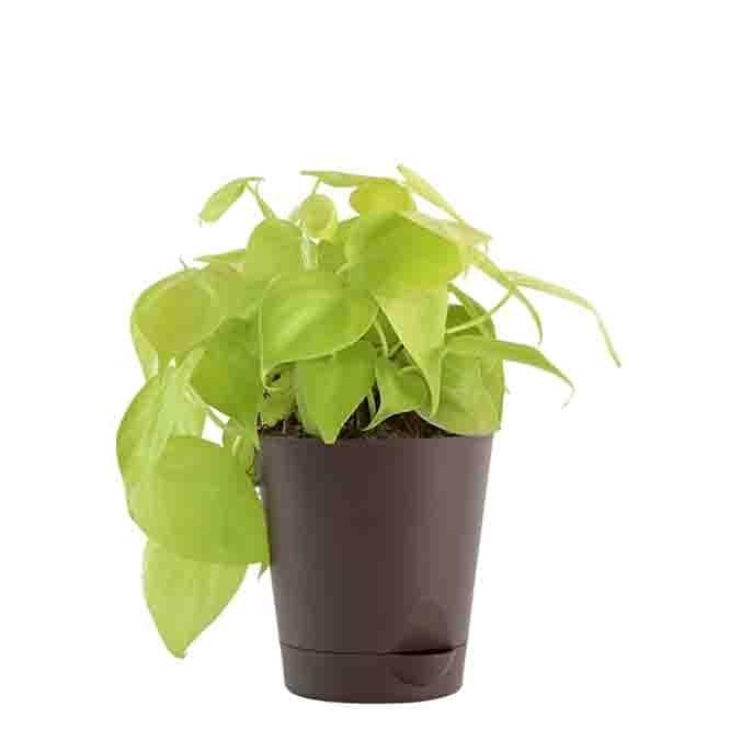 Buy Ugaoo Air Purifying Plant Bundle - Aglaonema Red, Dracaena Coffee, Philodendron Oxycardium Golden Live Plants from Vaaree