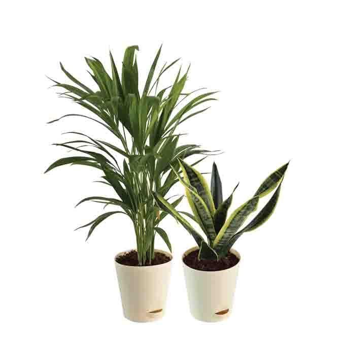 Buy Ugaoo Air Purifying Plant Bundle - Areca Palm, Sansevieria Futura Superba Live Plants from Vaaree