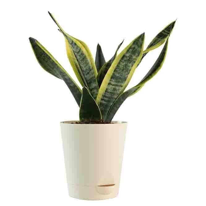 Buy Ugaoo Air Purifying Plant Bundle - Areca Palm, Sansevieria Futura Superba Live Plants from Vaaree