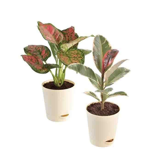 Buy Ugaoo Air Purifying Plant Bundle - Rubber Variegated and Aglaonema Pink Live Plants from Vaaree