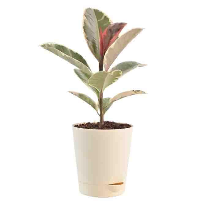 Buy Ugaoo Air Purifying Plant Bundle - Rubber Variegated and Aglaonema Pink Live Plants from Vaaree