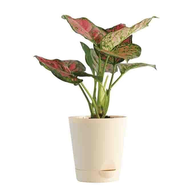 Buy Ugaoo Air Purifying Plant Bundle - Rubber Variegated and Aglaonema Pink Live Plants from Vaaree