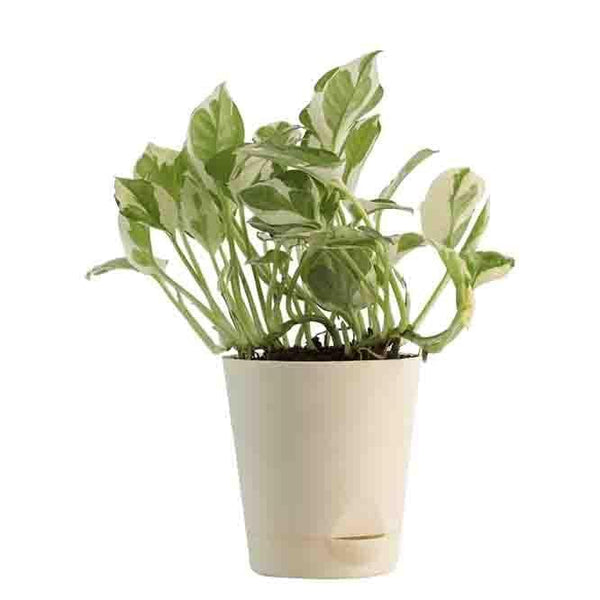 Buy Ugaoo Air Purifying Plant Bundle - Syngonium Pink, Money N Joy, Philodendron Oxycardium Green Live Plants from Vaaree