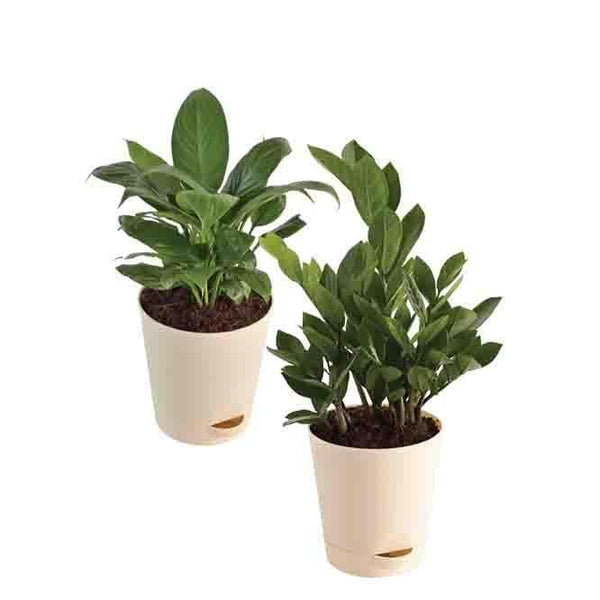 Buy Ugaoo Air Purifying Plant Bundle - ZZ, Peace Lily Live Plants from Vaaree