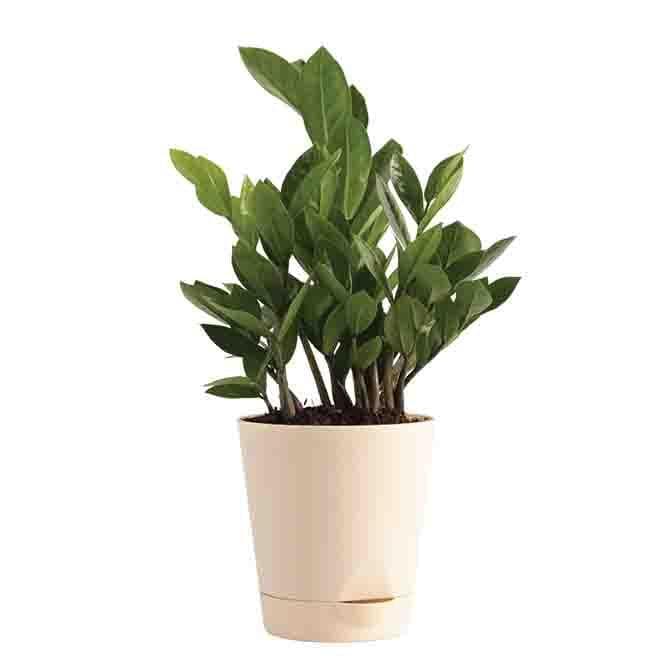 Buy Ugaoo Air Purifying Plant Bundle - ZZ, Peace Lily Live Plants from Vaaree