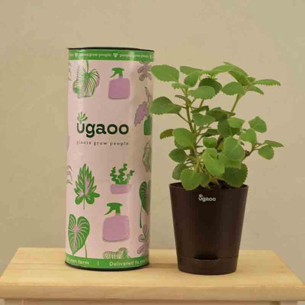 Buy Live Plants - Ugaoo Ajwain Plant Plant at Vaaree online