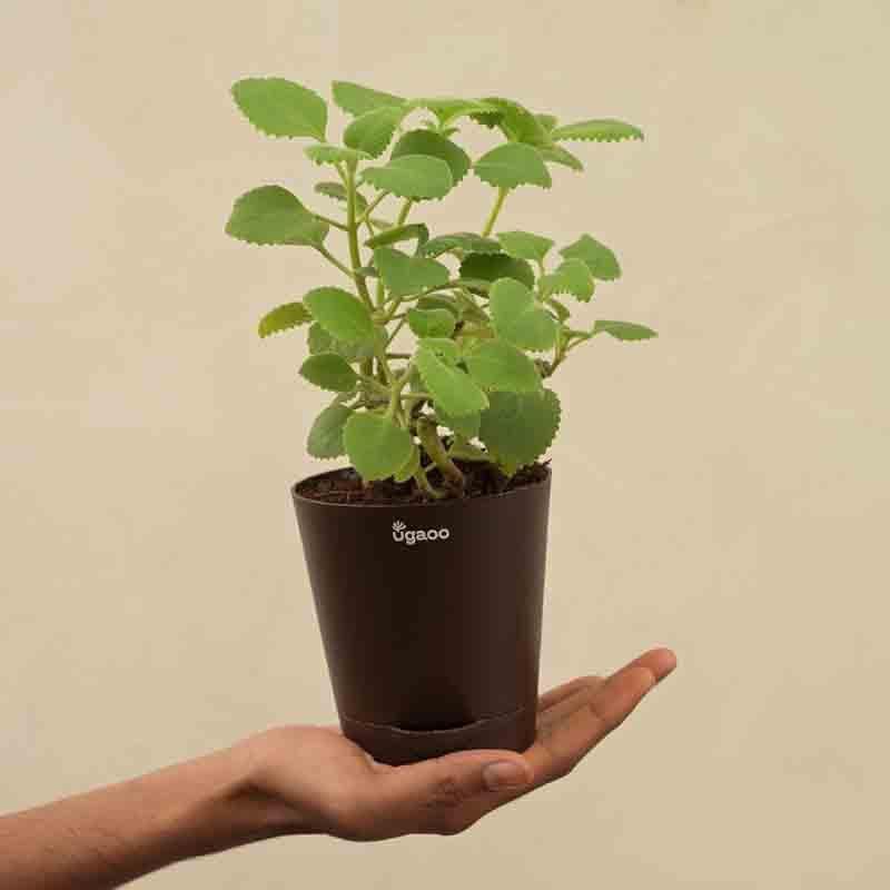 Buy Ugaoo Ajwain Plant Plant Live Plants from Vaaree