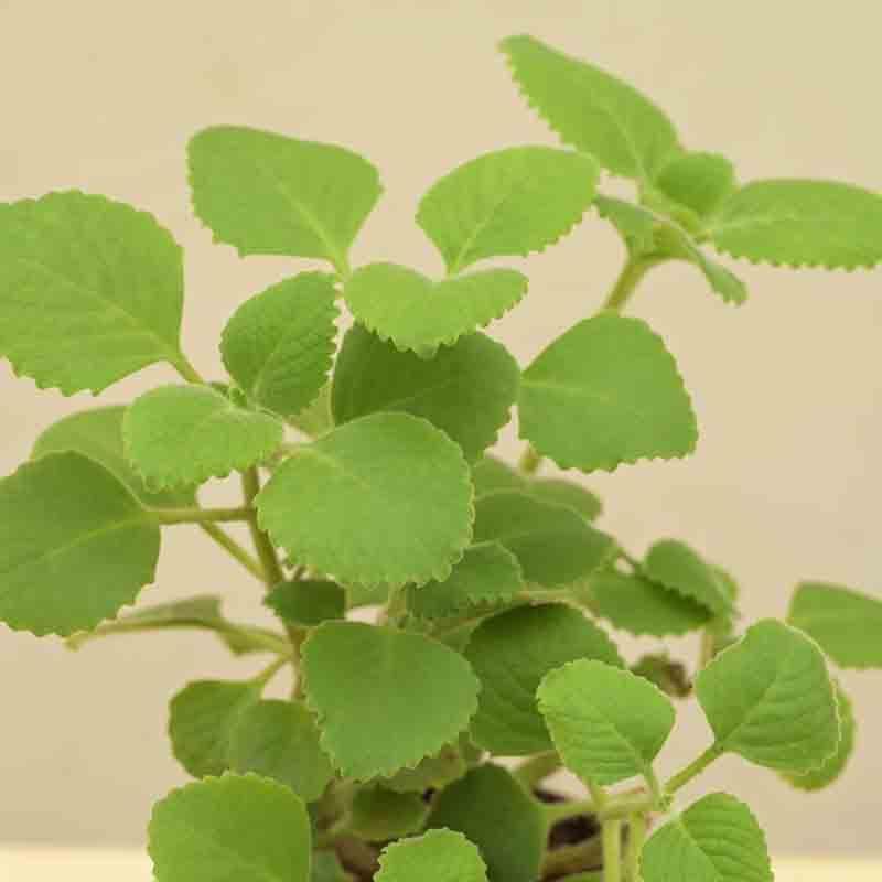 Buy Ugaoo Ajwain Plant Plant Live Plants from Vaaree