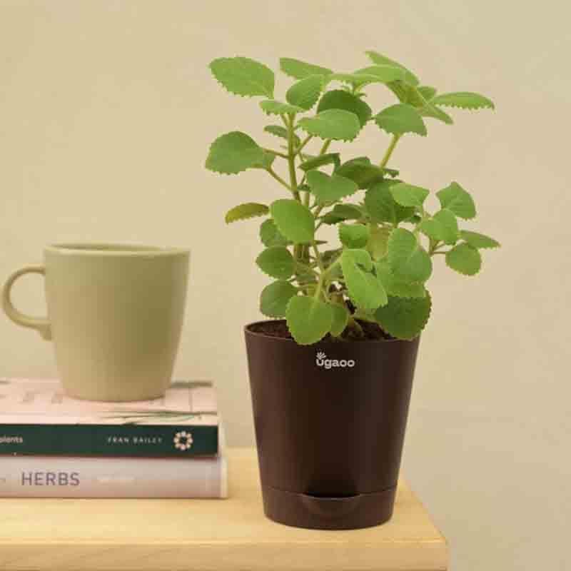 Buy Ugaoo Ajwain Plant Plant Live Plants from Vaaree