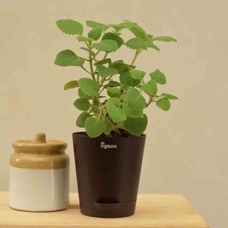 Buy Ugaoo Ajwain Plant Plant Live Plants from Vaaree