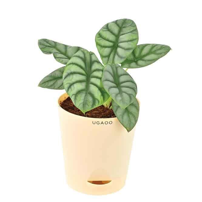 Buy Live Plants - Ugaoo Alocasia Silver Dragon Plant at Vaaree online