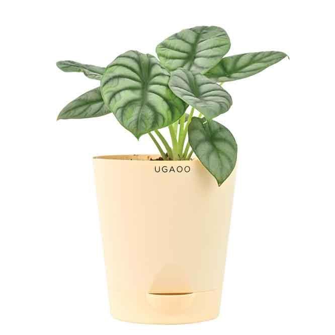 Buy Ugaoo Alocasia Silver Dragon Plant Live Plants from Vaaree