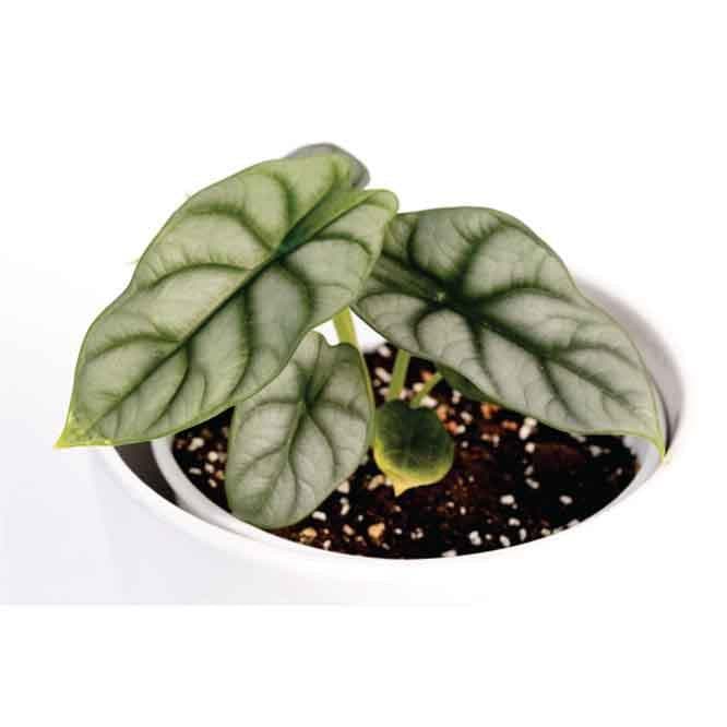 Buy Ugaoo Alocasia Silver Dragon Plant Live Plants from Vaaree