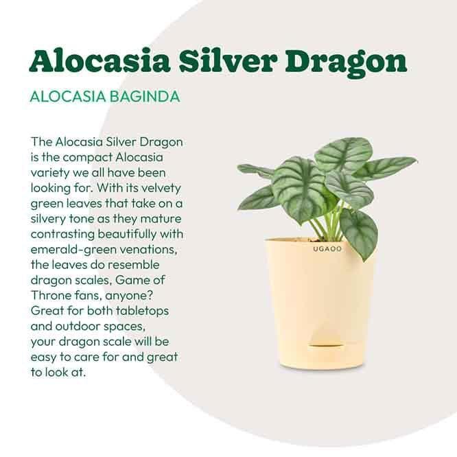 Buy Ugaoo Alocasia Silver Dragon Plant Live Plants from Vaaree