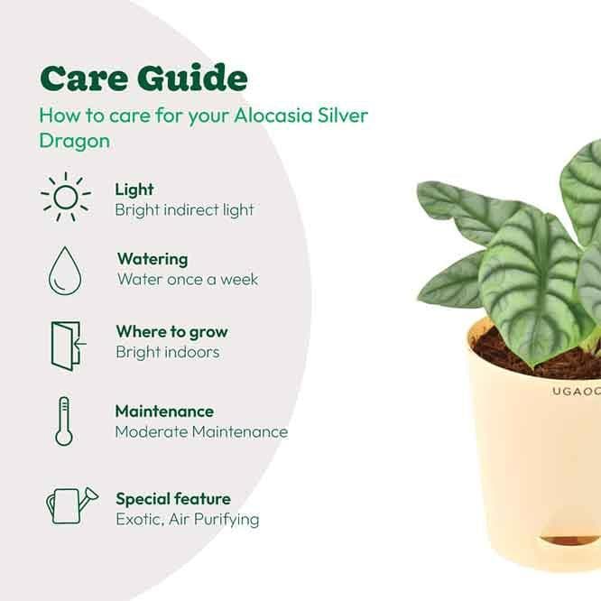 Buy Ugaoo Alocasia Silver Dragon Plant Live Plants from Vaaree