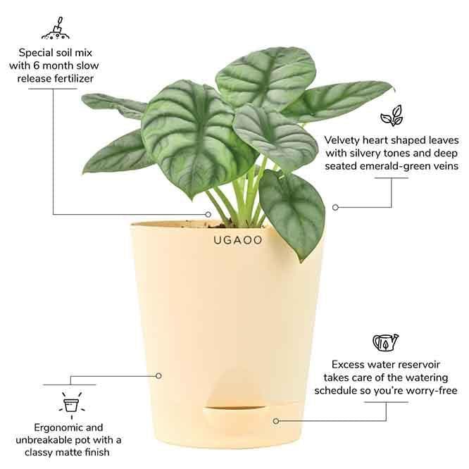 Buy Ugaoo Alocasia Silver Dragon Plant Live Plants from Vaaree