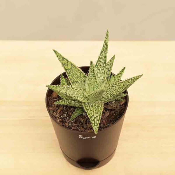 Buy Ugaoo Aloe Blizzard Plant Live Plants from Vaaree