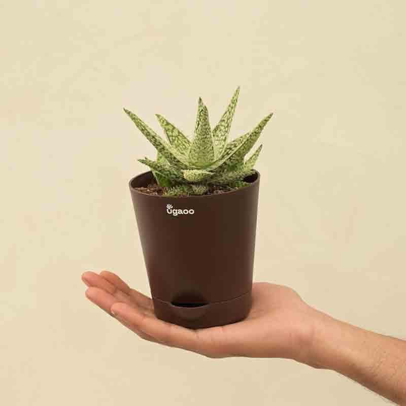 Buy Ugaoo Aloe Blizzard Plant Live Plants from Vaaree