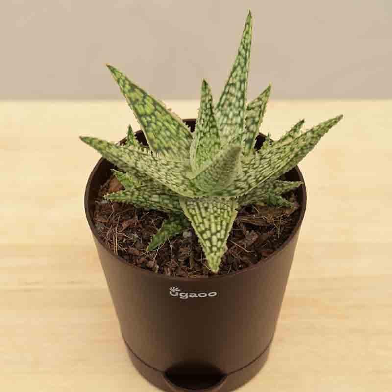 Buy Ugaoo Aloe Blizzard Plant Live Plants from Vaaree