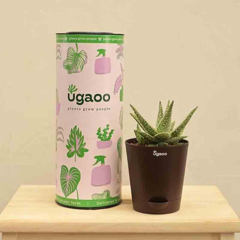 Buy Ugaoo Aloe Blizzard Plant Live Plants from Vaaree