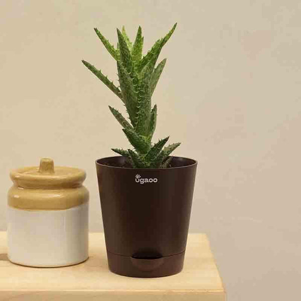 Buy Ugaoo Aloe Juvenna Plant Live Plants from Vaaree