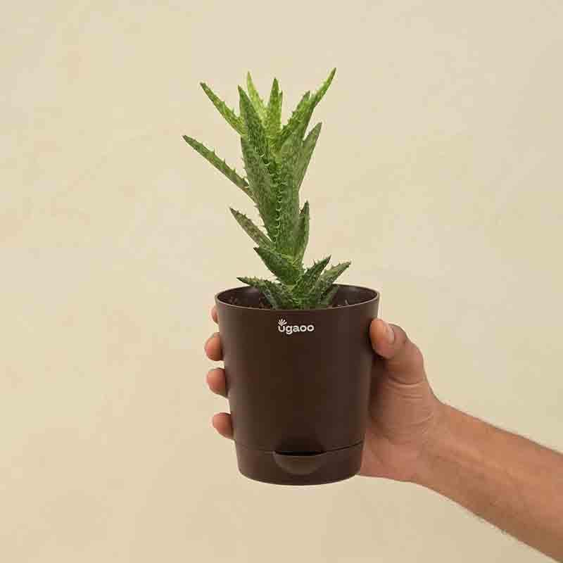 Buy Ugaoo Aloe Juvenna Plant Live Plants from Vaaree