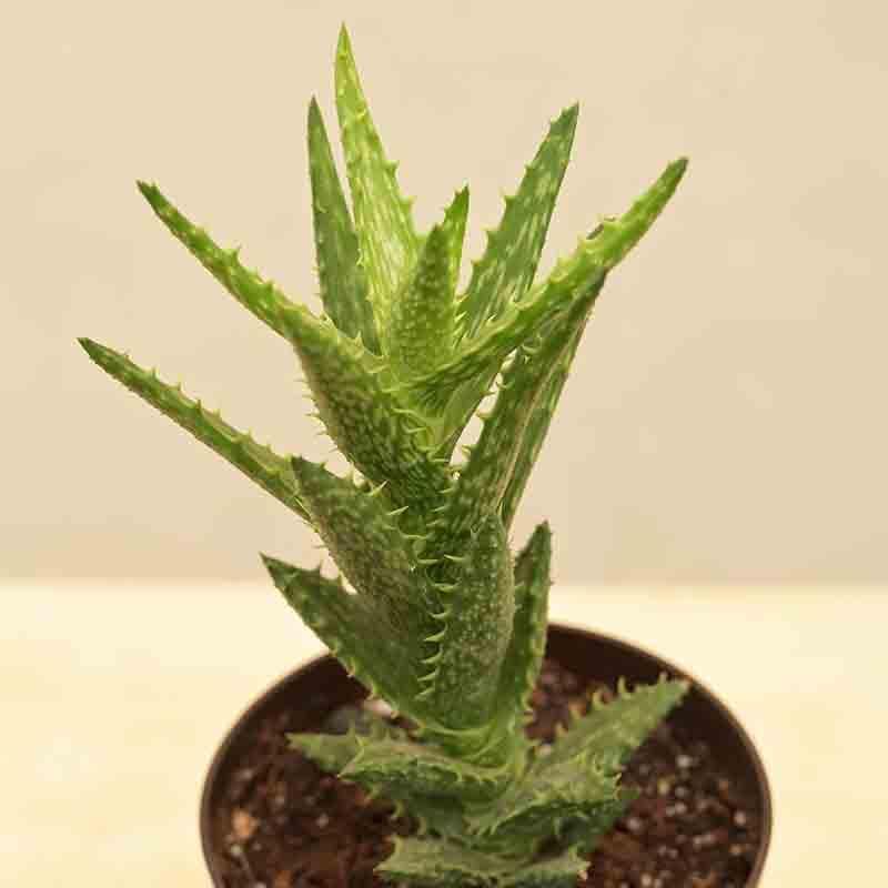 Buy Ugaoo Aloe Juvenna Plant Live Plants from Vaaree