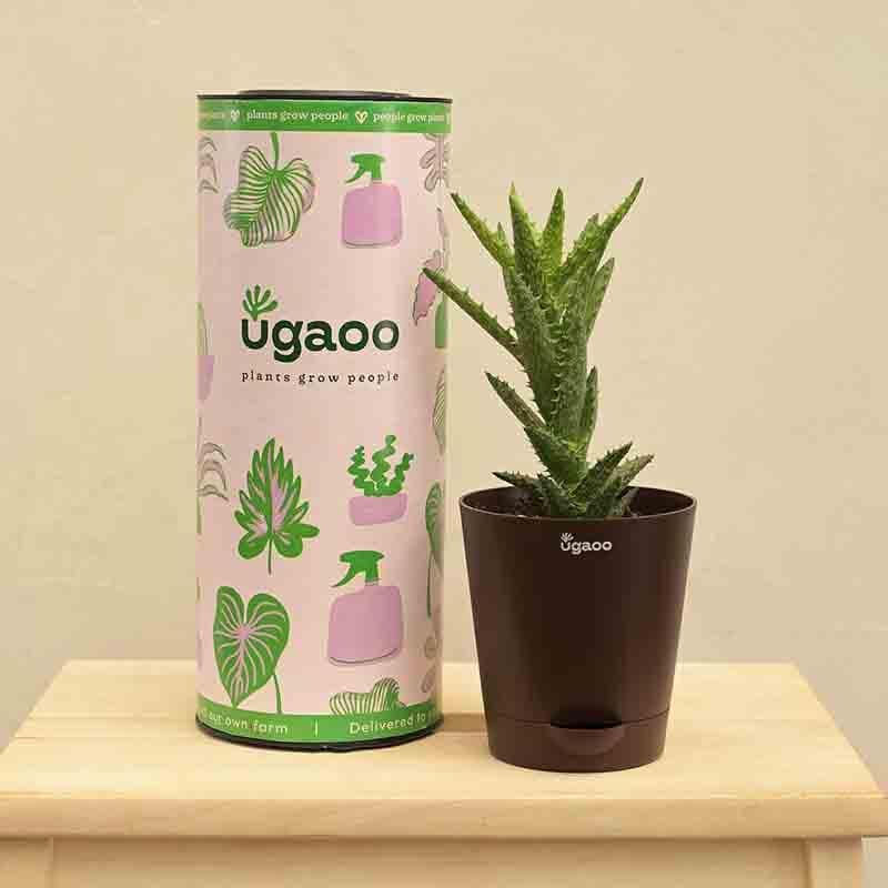 Buy Ugaoo Aloe Juvenna Plant Live Plants from Vaaree