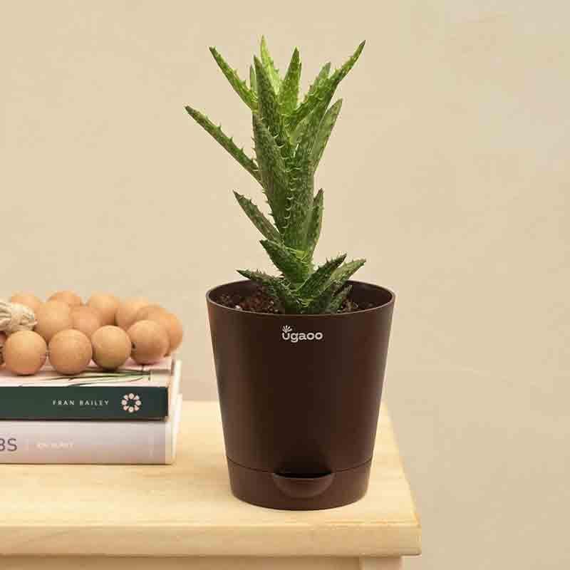 Buy Ugaoo Aloe Juvenna Plant Live Plants from Vaaree