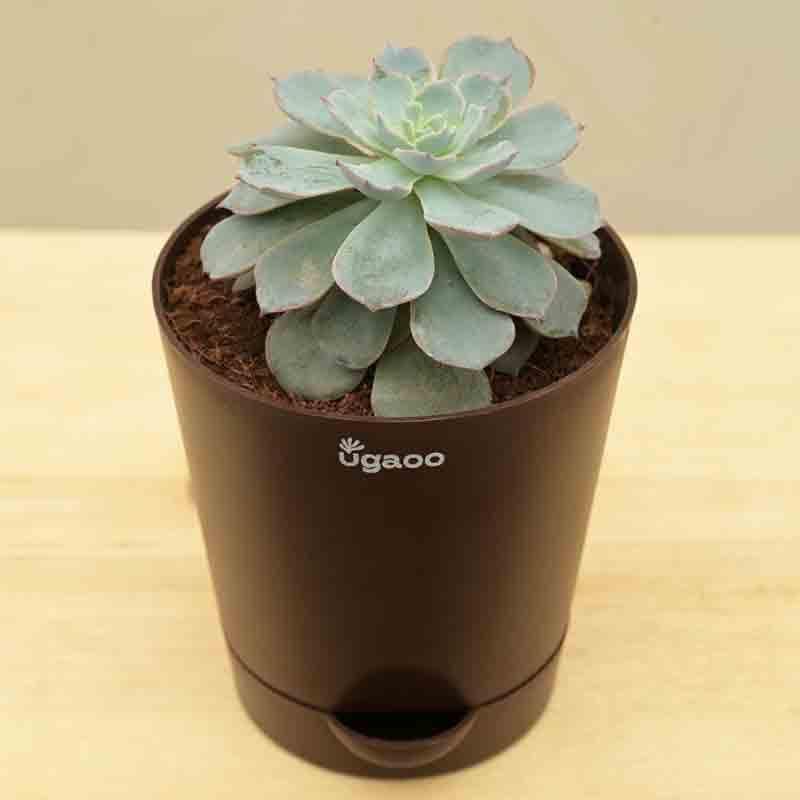 Buy Ugaoo Aloe Pepe Plant Live Plants from Vaaree