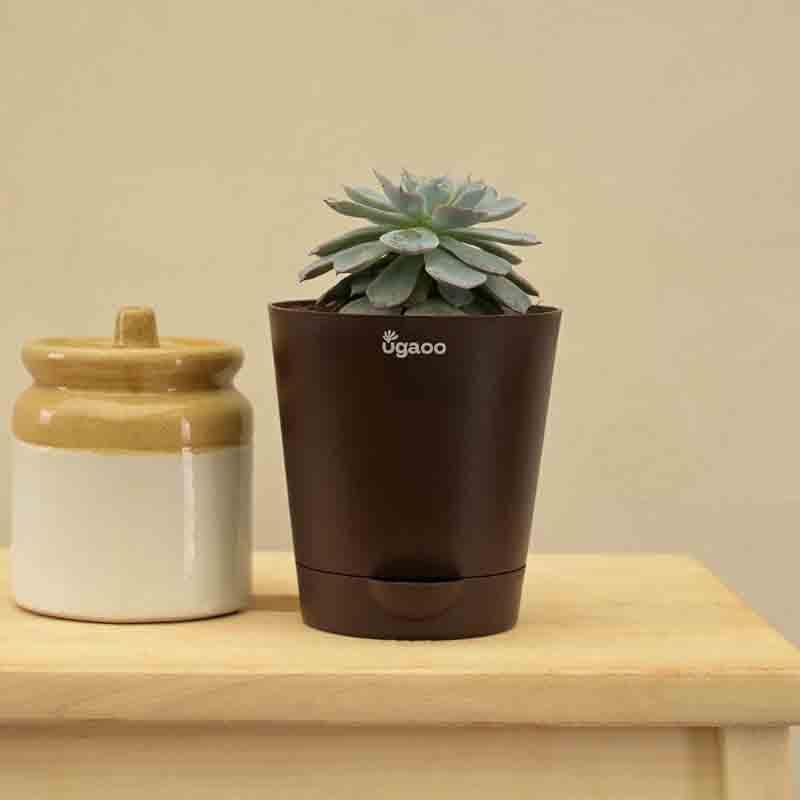 Buy Ugaoo Aloe Pepe Plant Live Plants from Vaaree