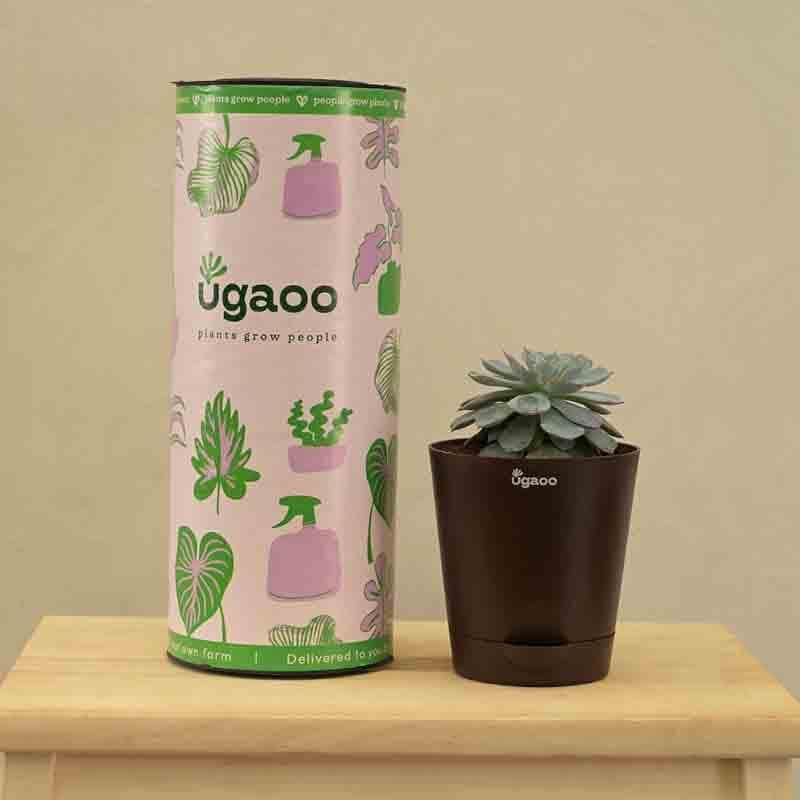 Buy Ugaoo Aloe Pepe Plant Live Plants from Vaaree