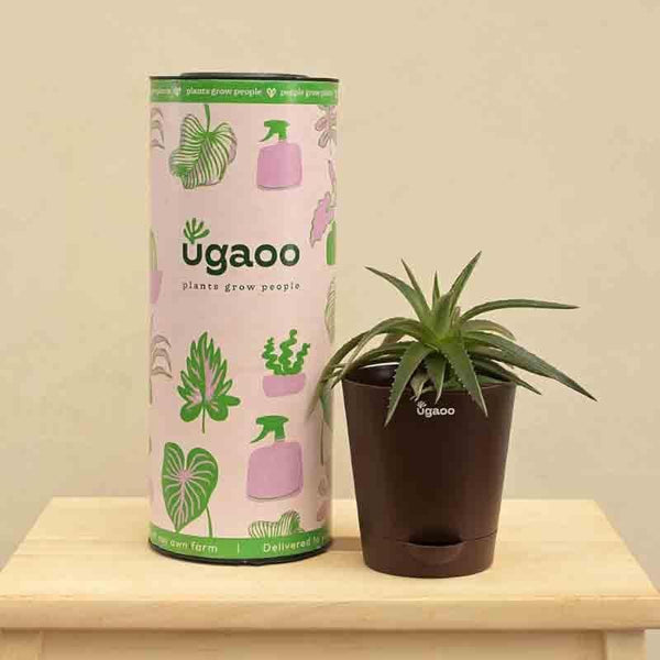 Buy Ugaoo Aloe Vera Green Mini Plant Live Plants from Vaaree