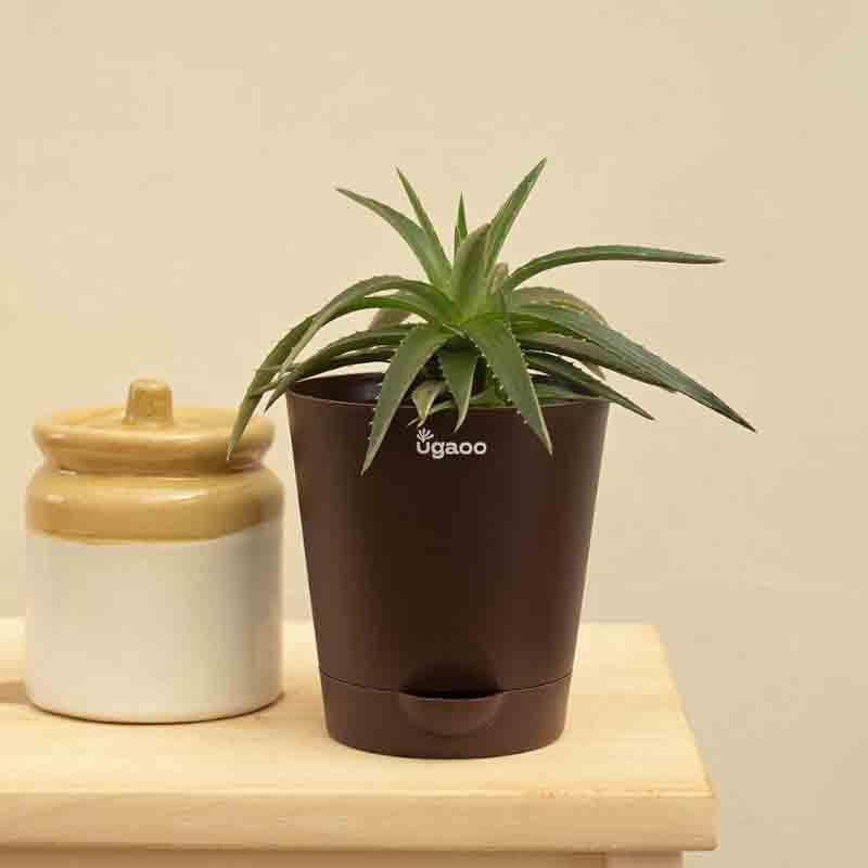 Buy Ugaoo Aloe Vera Green Mini Plant Live Plants from Vaaree