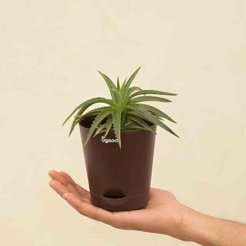 Buy Ugaoo Aloe Vera Green Mini Plant Live Plants from Vaaree