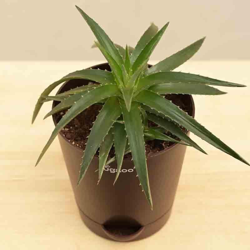 Buy Ugaoo Aloe Vera Green Mini Plant Live Plants from Vaaree